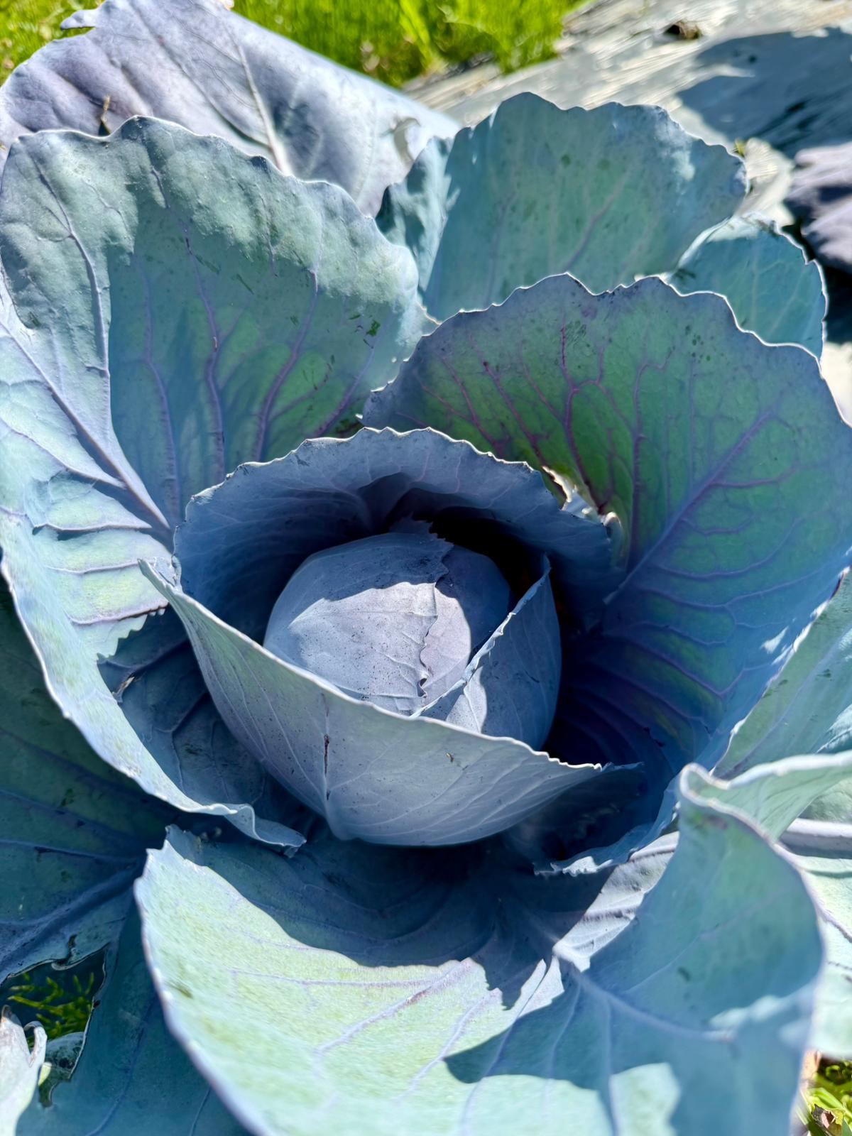Cavolo cappuccio viola